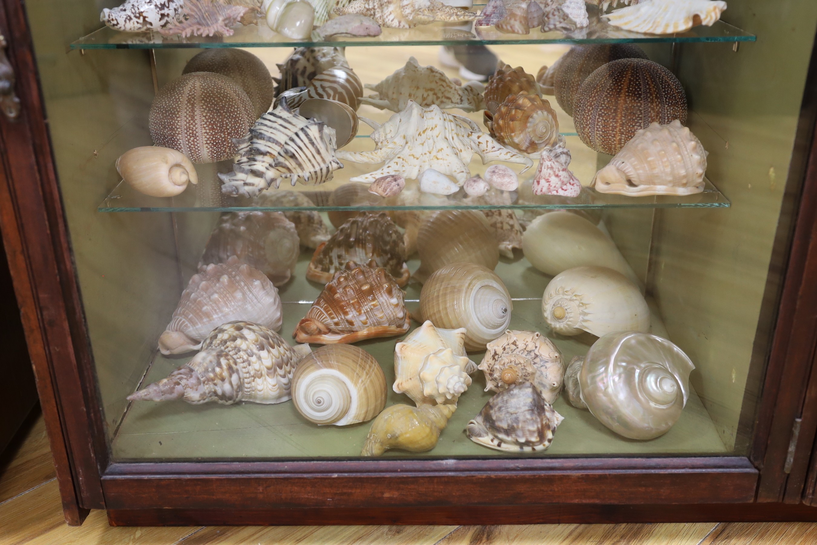 A collection of shells, corals, and other marine specimens in an early 20th century wood cabinet, 82 cm high, 185 cm wide, 38 cm deep